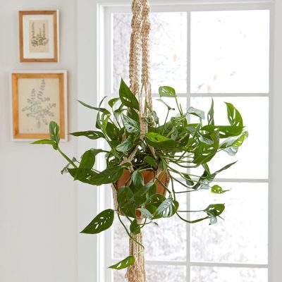 monstera-hanging-macrame-planter-9b167186-28bfccaa66f44db9890dbe662f2279e4