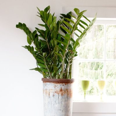 zz-plant-101917204-a7038c6bf87d49e3b799c905350273c3
